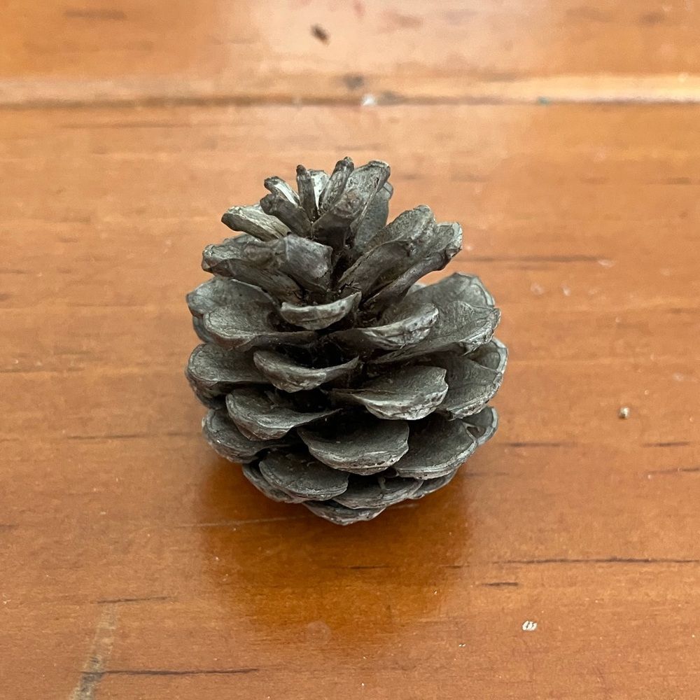 Small Pinecone